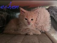 Main-Coon kitten - Gutenzell-Hürbel