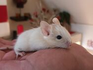 Junge Degus - Wittenburg