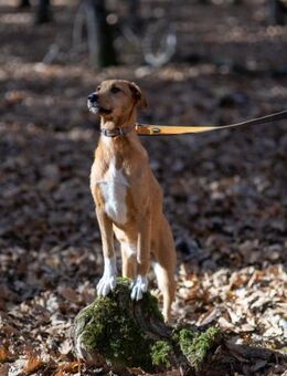 Junge Lissa mit vile Potenzial - Augsburg
