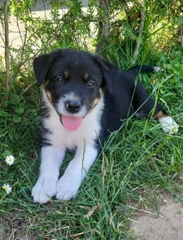 Labrador - Mischlinge Welpen - Drage (Niedersachsen)
