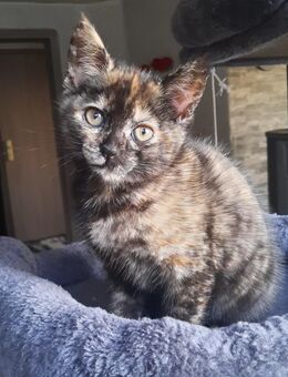 !!!! babykatze, katzenbabys Mädchen!!!!!!! - Oberkochen