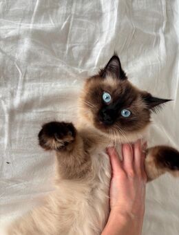 Siamkatze perserkatze jung - Mönchengladbach