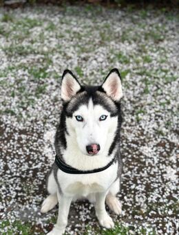Wunderschöne Husky Hündin in liebevolle Hände abzugeben - Schönefeld