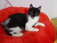 Shira sucht dringend ein Zuhause - München