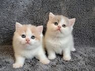 Süße verschmuste Bkh Kitten ⁶ - Münsterhausen