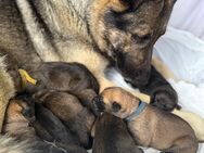 Schäferhund Welpen - Hilden