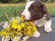 Border Collie Welpen abzugeben - Grimma