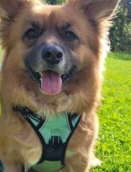 Benson sucht ein ruhiges Zuhause - München