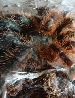 Psalmopoeus victori 2,5cm KL - Köln