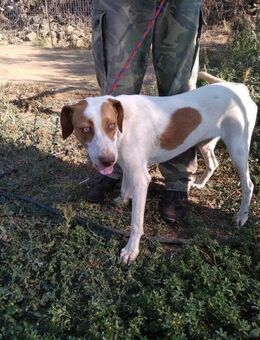 Boomer sucht seine Familie - Kropp