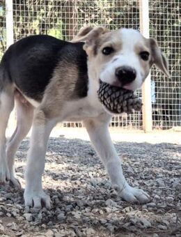 ZEUS trägt einen großen Namen - Oberhausen (Rheinland-Pfalz)