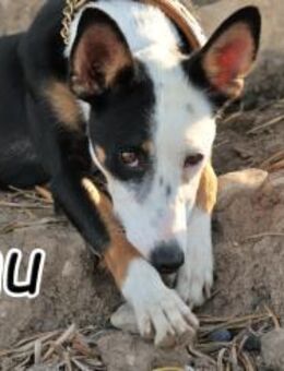 Darf sich Anu vorstellen?🔔 - Essingen (Rheinland-Pfalz)