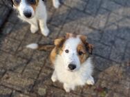 Australian Shepherd - Collie Mix Welpen, Aussie - Lage (Niedersachsen)