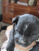 2 Mischlingswelpen (Rüden) abzugeben in 37199