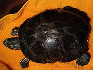 Wasserschildkröte zum Verkauf - Waldkraiburg