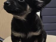 Wunderschöner reinrassiger Chihuahua Rüde in schwarz tricolor - Nesse-Apfelstädt