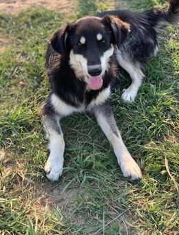 Mijan - so besonders wie sein Name - Celle