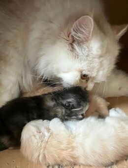 Britisch Langhaar Kitten in weiss, fawn und tricolor - Rothenburg (Tauber)