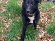 Border Collie-Schäferhund Mix Junghündin "Anja" - Rethem (Aller) Zentrum