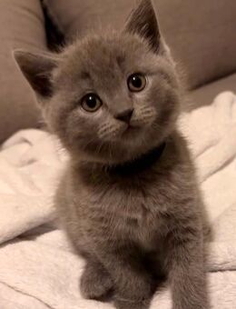 Bkh Kitten - Freital