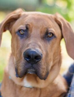 CADILLAC - verspielt&neugierig - Betzenstein