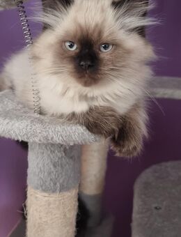 Ragdoll Kitten BKH - Brieselang
