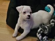 Shih Tzu/Jack Russel Mix Welpen - Kiel