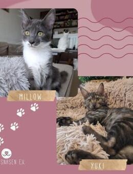 Kater Millow und Yuki möchten reisen - Lalendorf
