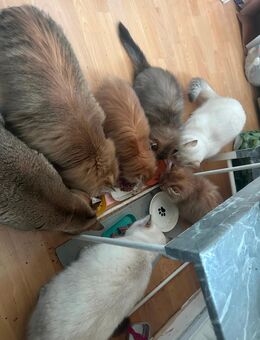 Wir suchen ein liebevolles Zuhause für drei männliche Kitten, geboren im September 2025 - Berlin Mitte