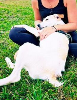 Kleiner Hundejunge sucht... - Stuttgart