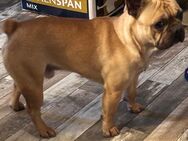 Französische Bulldogge Rüde - Bad Oeynhausen