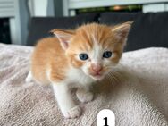 Siam-Ragdoll Kitten - Möser
