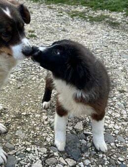 IDA - tolle Welpendame sucht ihr Glück! - Korschenbroich