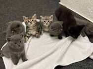 Kitten zu Verkaufen - Berlin Treptow-Köpenick