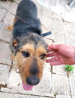 ITO - leidet sehr an der Kette ! - Kempen