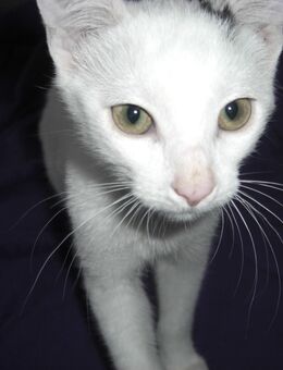 Kitten - junger Kater 4 Monate alt - Wohnungsaufzucht - Katze - Magdeburg