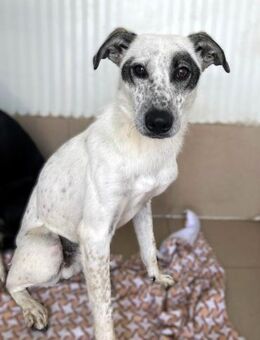 Zauberhafter Kiko - Alfdorf