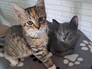 Babykatzen/ Kitten - Schönenberg-Kübelberg