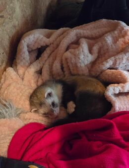 Frettchen Rüde - Oberhausen