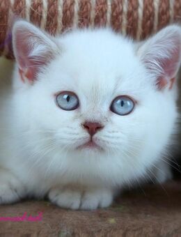 Britischkurzhaarbabys mit Stammbaum - Lamerdingen