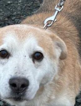 Raban - sehr lieb u. verschmust - Lohra