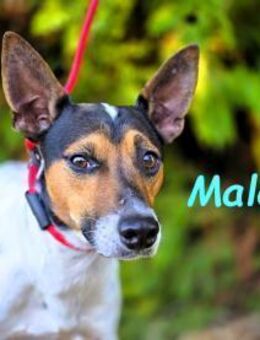 Maloo sucht Vertrauensperson 11/22 ESP - Ruppertsecken