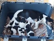 Tolle1 Jack Russell Welpen - Beesten