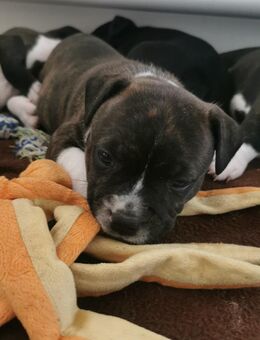 Nannydog Welpe Hündin - Hinte