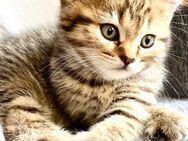 BkH Kitten reinrassig Golden tabby Whiskas - Bodenwerder (Münchhausenstadt)