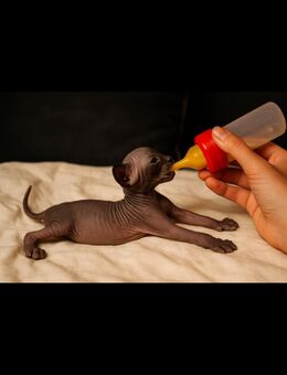 Sphynx Kitten mit Tasthaaren - Borna
