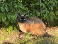 Siam Kater - Hamburg