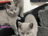 Britisch Kurzhaar Kätzchen in Blau, BKH, Kitten, Baby, Katze, Katzen, Grau, Gray, Blue - Essen