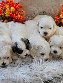 Shih-Tzu Malteser Mix Welpen - Lotte