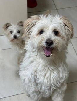 Kara sucht ein Zuhause - Egestorf